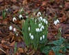 Snowdrops Already